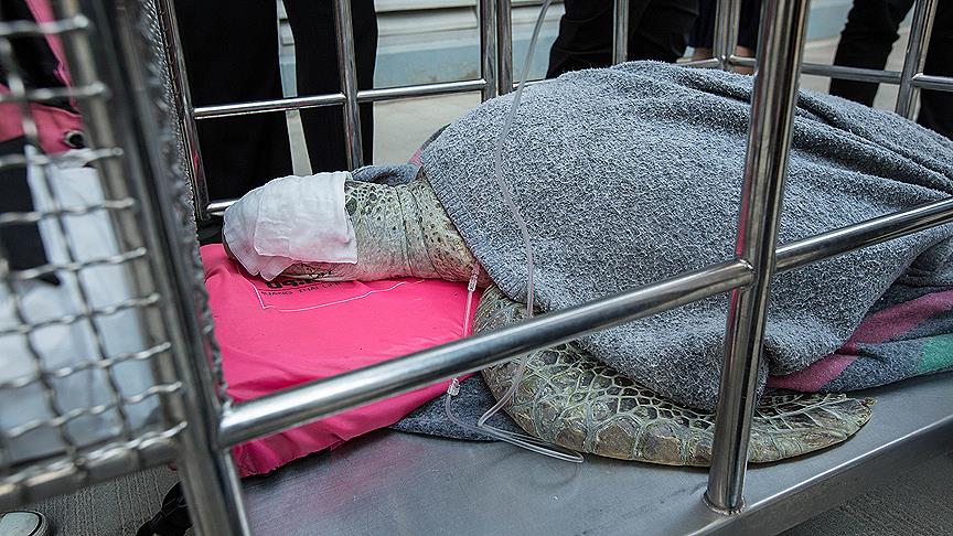 Deniz kaplumbağasının midesinden 915 bozuk para çıktı 1 deniz kaplumbagasi