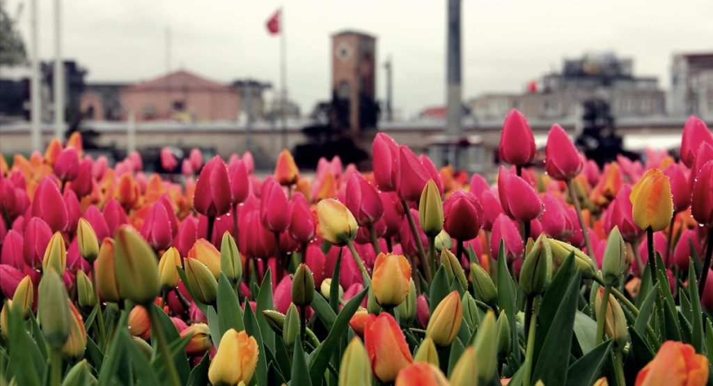 taksim meydani lale