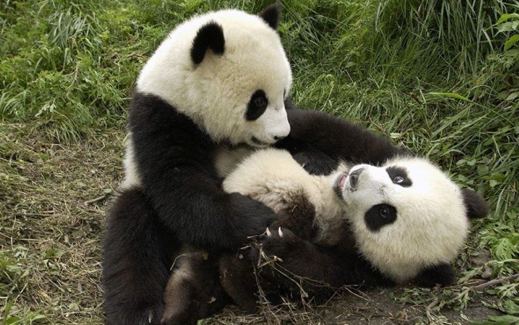 Çin Ve Japonya Arasında Panda Diplomasisi