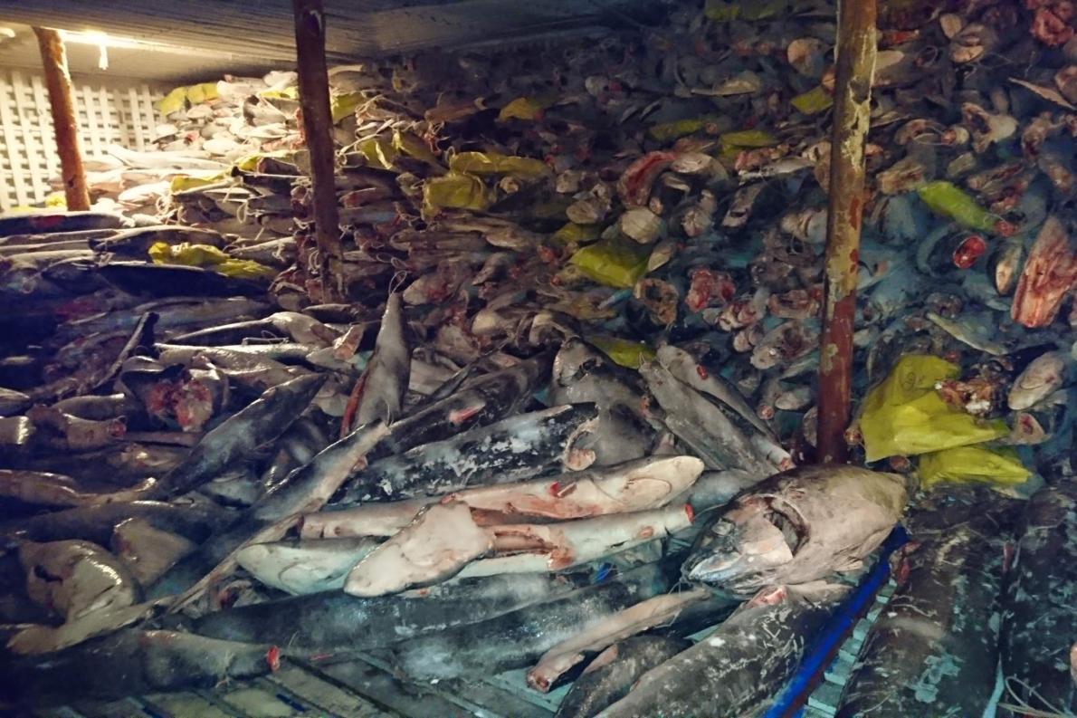 Tarihin en büyük köpek balığı katliamlarından biri! 1 kopek baligi katliam