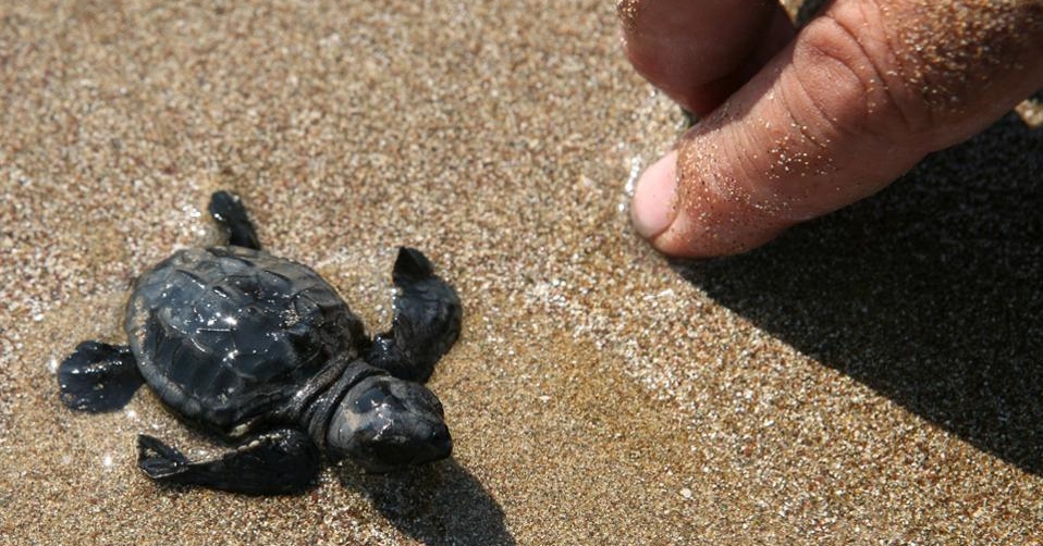 zakynthos turtle beach