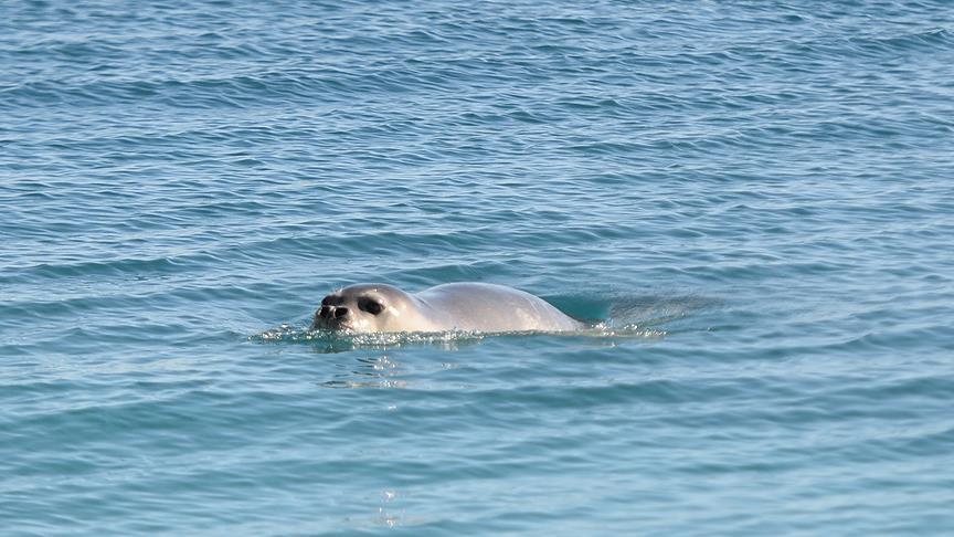 Antalya'da Akdeniz foku sevinci 1 akdeniz foku antalya