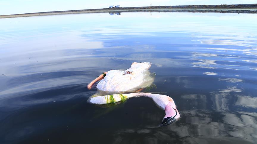 Bakanlık flamingo katillerinin peşinde 1 flamingo 148711