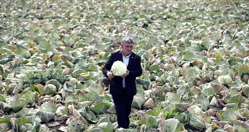 Plansız tarımın sonucu: Elde kalan lahanalar yok pahasına hayvan yemi oldu 1 lahana 1928371
