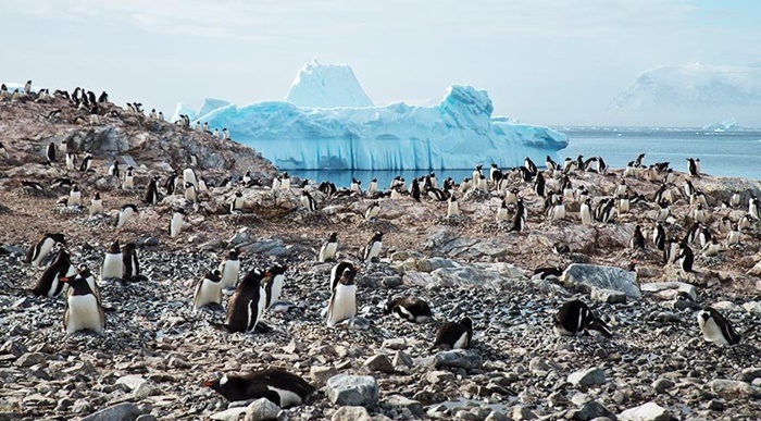 adelie penguenleri antartika