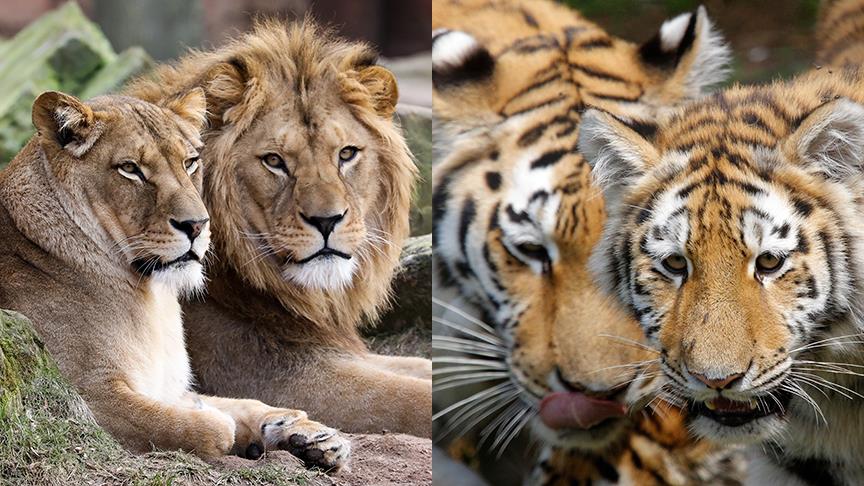 Almanya'da aslan, kaplan, jaguar paniği! 1 kaplan jaguar