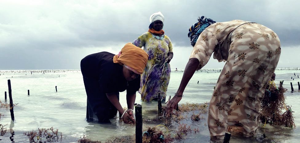 zanzibar deniz yosunu