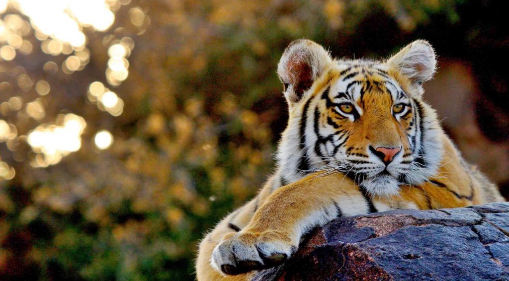 bengal kaplani