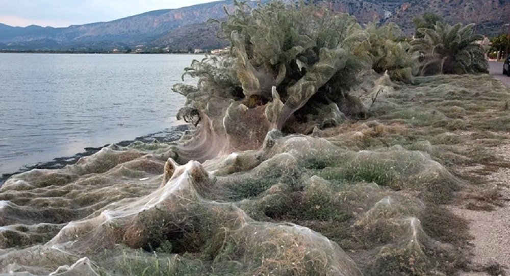 Korku filmi değil gerçek! 300 metrelik örümcek ağı (Video) 1 yunanistan orumcek agi