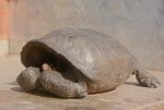 galapagos kaplumbaga