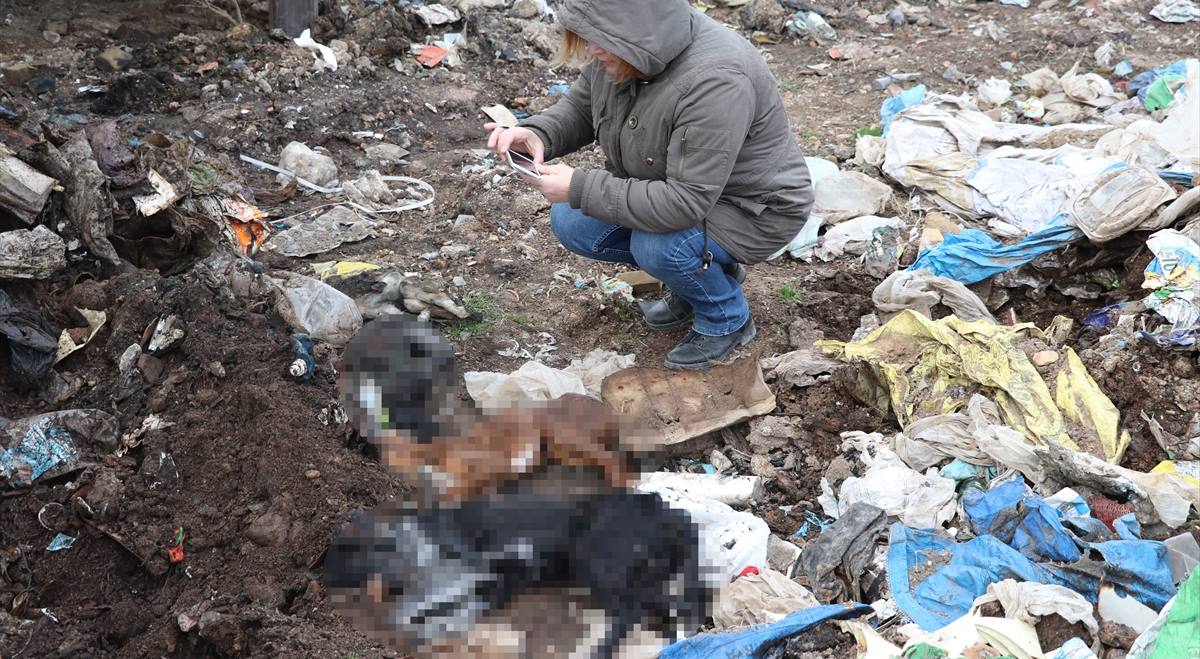 Kırklareli'nin İnece beldesi çöplüğünde boğazı kesilerek yakılmış 1 kedi ve yine yakılmış 5'i yavru, 7 köpek cesedi bulundu. Katledilen kedi ve köpeklerin cesetleri incelemenin ardından gömüldü.