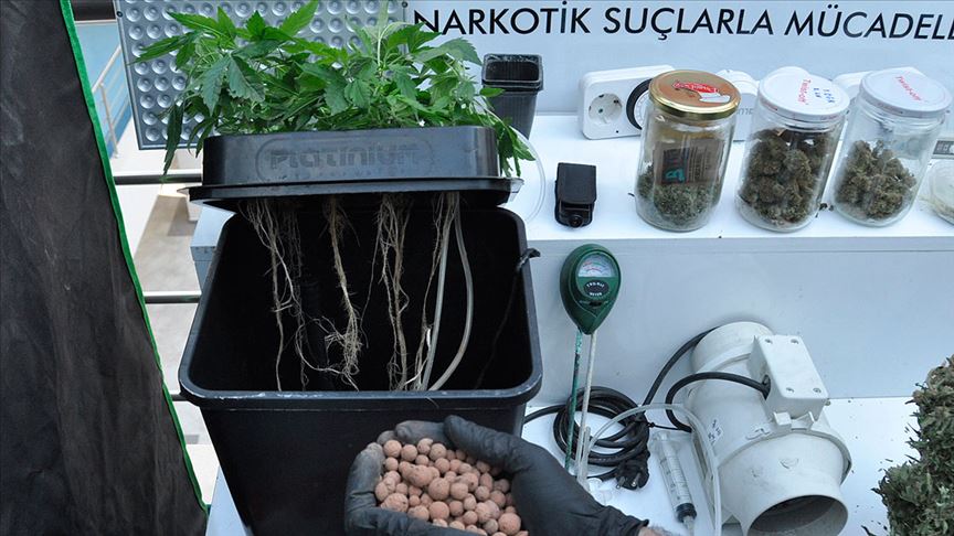 5 dil bilen yazılımcı suç üstü yakalandı! Uyuşturucu yetiştirme yöntemi de modern! 1 topraksiz tarim hint keneviri