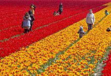 hollanda cicek 19218811