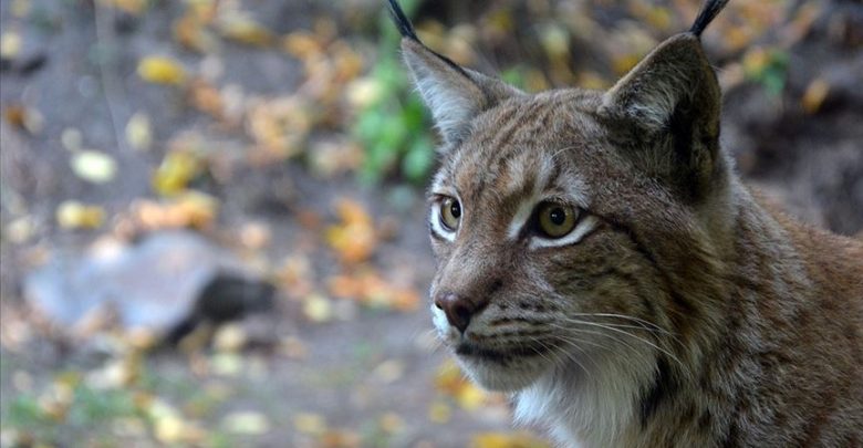 Avlayacağı büyük hayvan kalmadı, kendi boyutları da küçüldü! 1 vasak 9128641