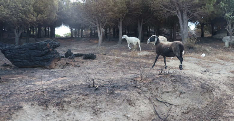 Marmara Adası yangınında 1 şüpheliye gözaltı 9 marmara adasi yangini
