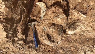 Dünyanın en büyük papağanı: 1 metre, 7 kilo 9 papagan fosili