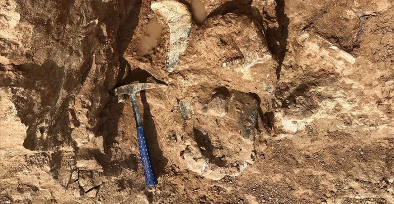 Dünyanın en büyük papağanı: 1 metre, 7 kilo 10 papagan fosili