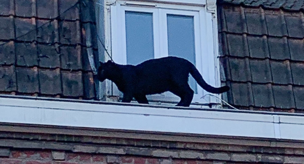 Çatıdan kurtarıldı, sonra hayvanat bahçesinden çalındı! 1 panter fransa