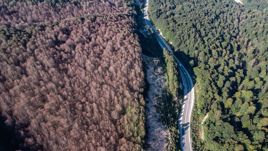 İstilacı tırtıllar ağaçlarda yaprak bırakmadı! 1 tirtil orman