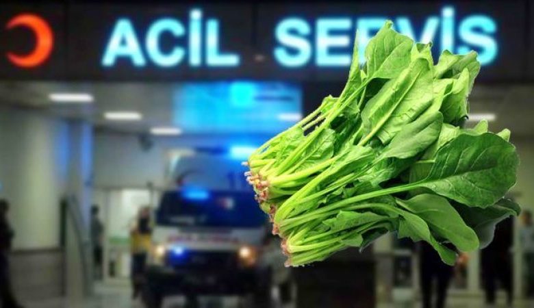 Sağlık Bakanı ıspanaktan zehirlenenlerin sayısını açıkladı 1 ispanak zehirlenm