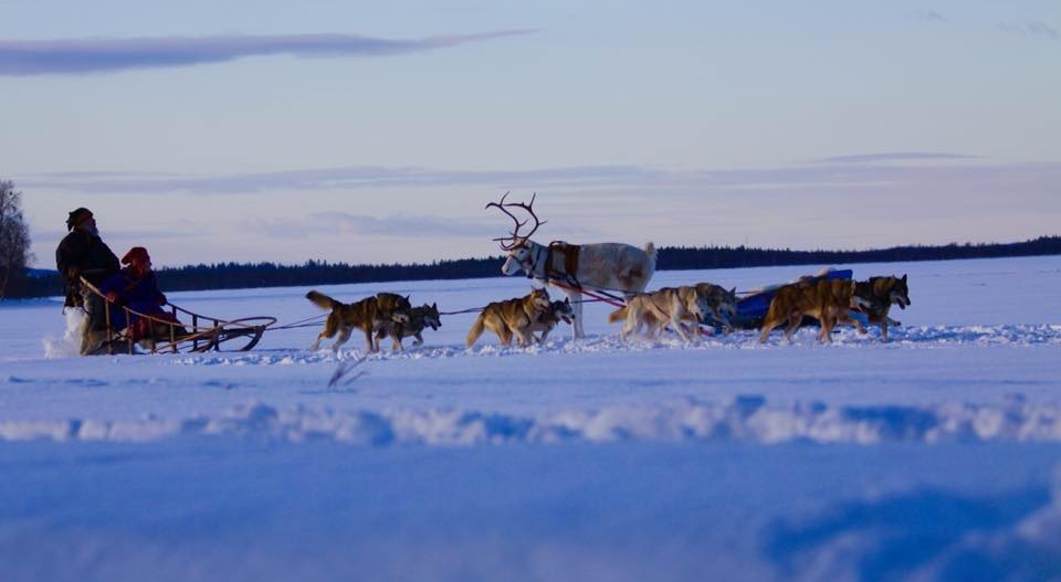 lapland husky turlari