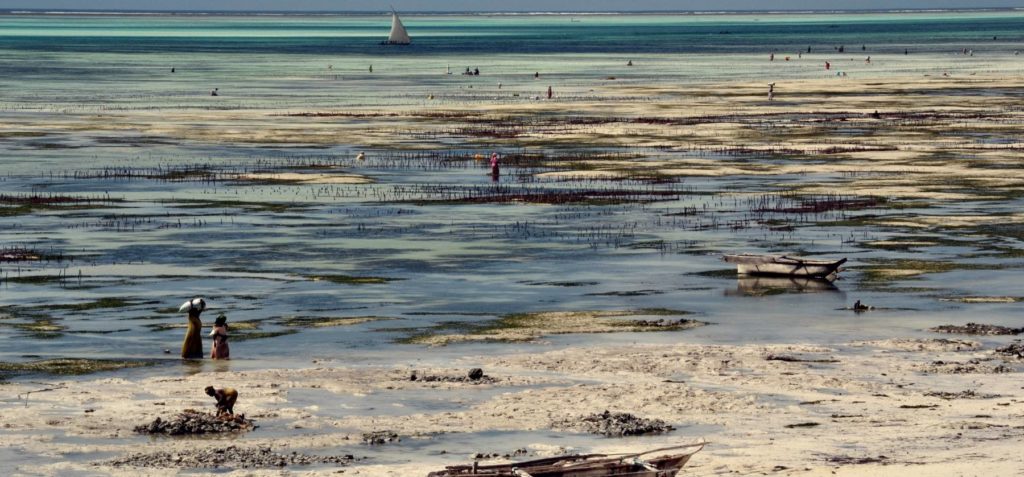 zanzibar gelgit