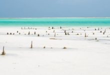 zanzibar gelgit balikcilik