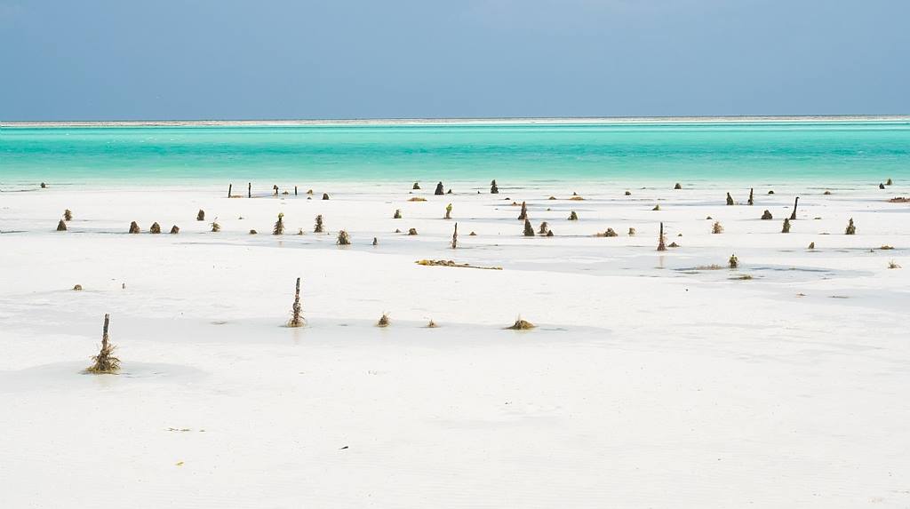 Muhteşem doğa olayı sayesinde hayatını kazananların adası: Zanzibar 1 zanzibar gelgit balikcilik