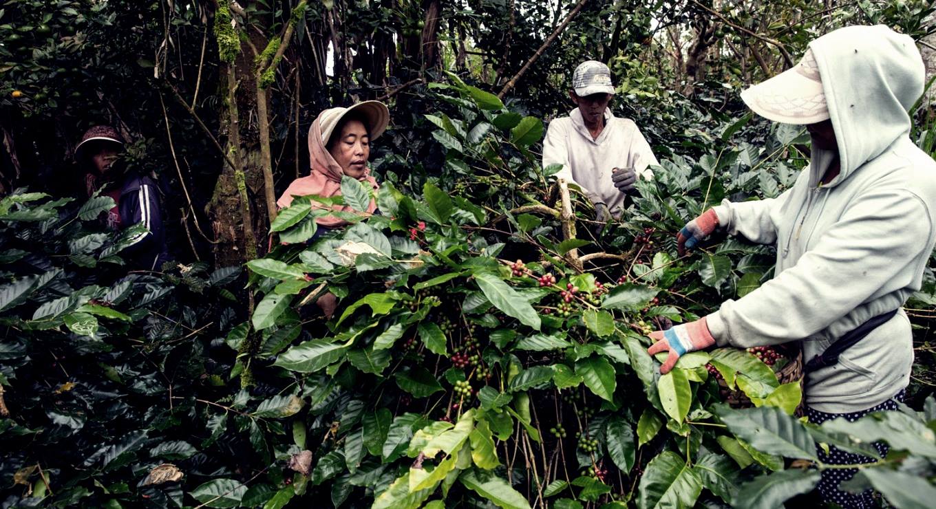 Bali'deki kahve tarlalarında köylülerle birlikte kahve toplayabilirsiniz