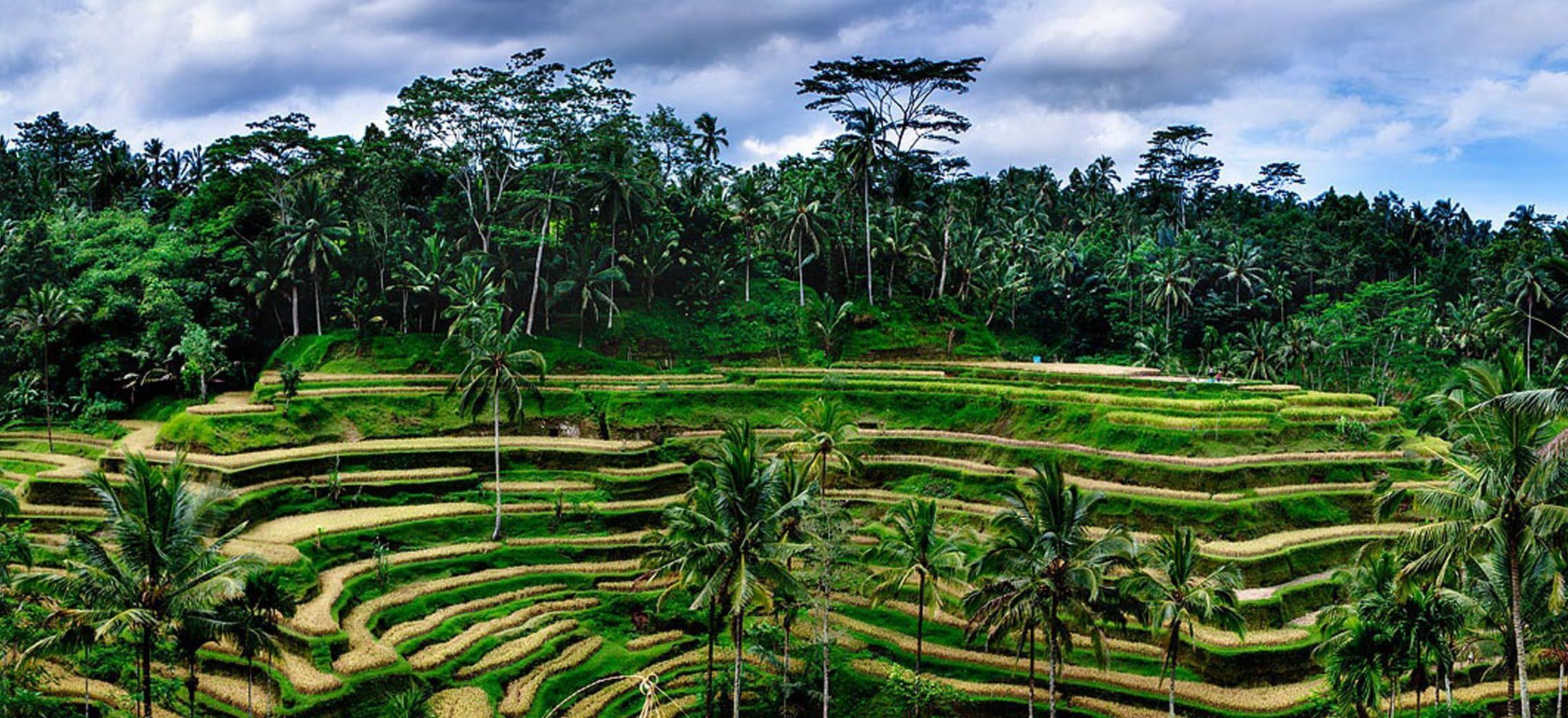 Bali pirinç tarlalarındaki manzaralara ve kurulan düzene hayran kalacaksınız.
