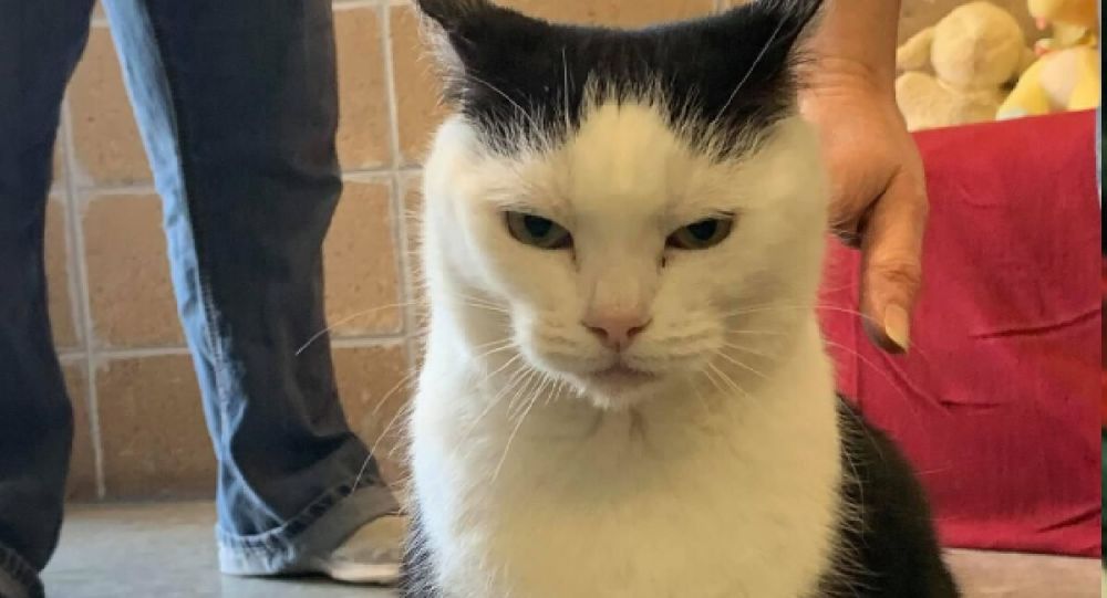 Kötü kedi yeni yuvasına kavuştu 1 kotu kedi