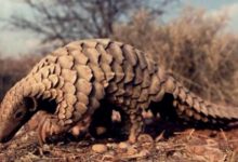 pangolin koronavirusu