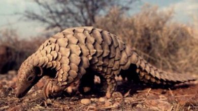 pangolin koronavirusu