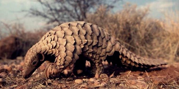 Koronavirüsü için yılan ve yarasalardan sonra pangolin iddiası! 1 pangolin koronavirusu