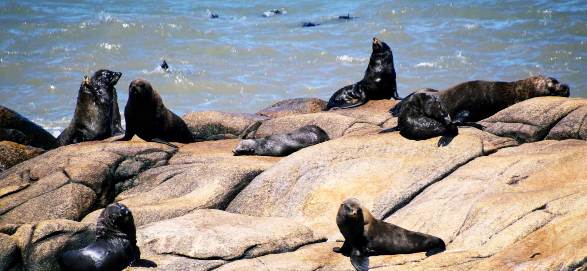 Deniz aslanlarıyla da ünlü olan Cabo Polonio.
