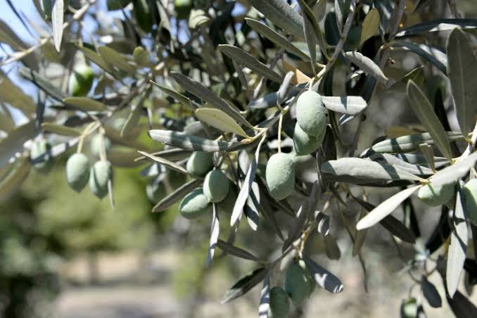 Afrin'den getirilen zeytinyağı "ticari sır" oldu! 1 zeytin