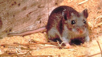 hantavirus tehlikeli mi