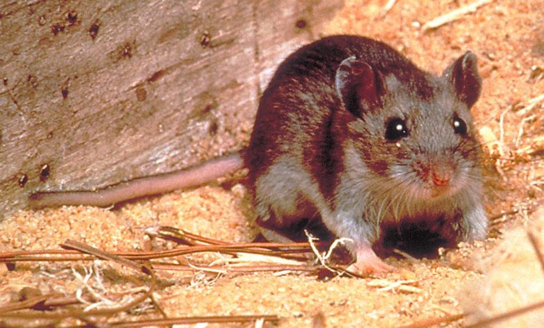 hantavirus tehlikeli mi