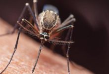 koronavirus sineklerden bulasir mi