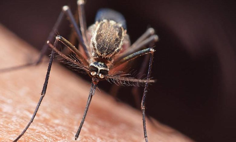 koronavirus sineklerden bulasir mi