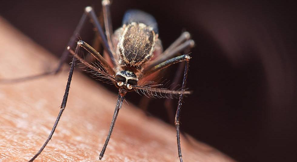 Koronavirüs sineklerden bulaşır mı? 1 koronavirus sineklerden bulasir mi
