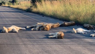 kruger national park aslanlar