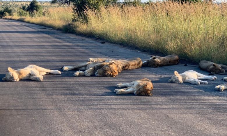 Aslanların koronavirüs keyfi! 12 kruger national park aslanlar