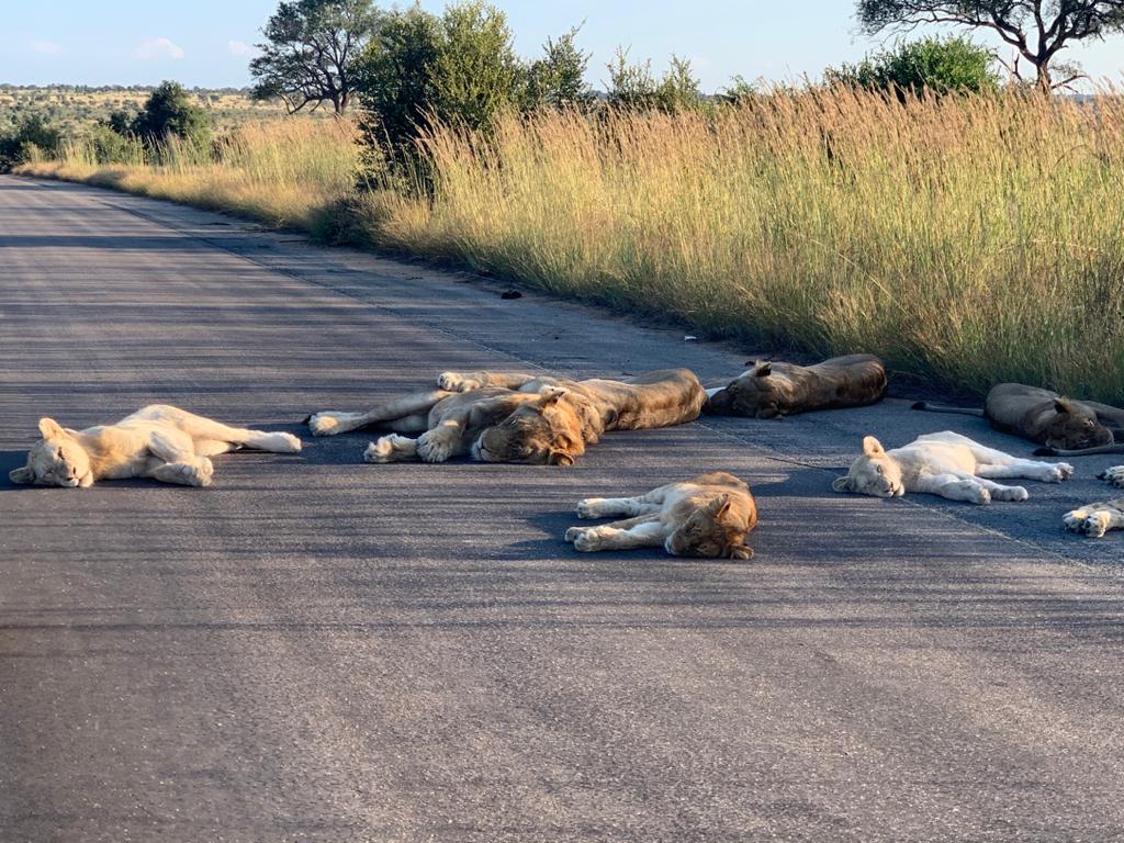 Aslanların koronavirüs keyfi! 1 kruger national park aslanlar