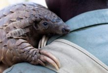 pangolin