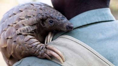 pangolin