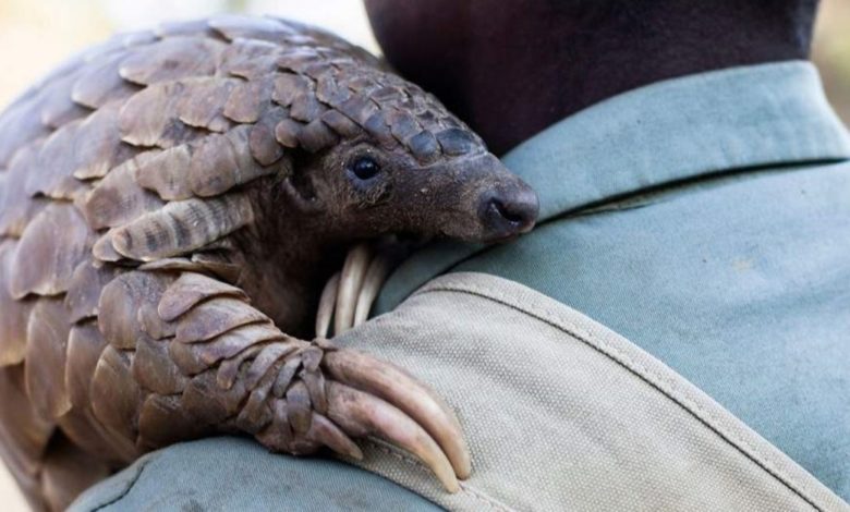 pangolin