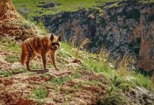 cizgili sirtlan adiyaman