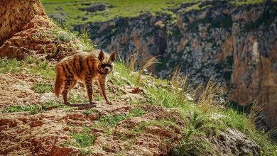 cizgili sirtlan adiyaman