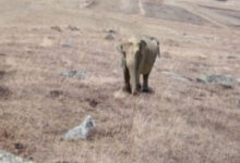 Ardahan'da hayvanlarını otlatan bir çobanın yaptığı ihbar herkesi şaşırttı. Söz konusu şahıs ormanda il gördüğünü söyledi.